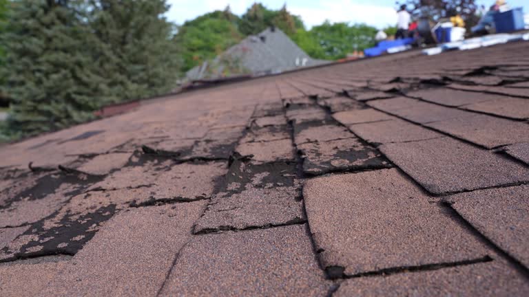 Best Roof Moss and Algae Removal  in Cameron, WI